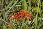 Butterfly milkweed